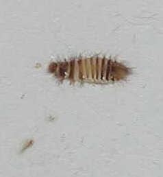 They have white and black stripes and thin, wispy legs. Theyâ€™re worm ...