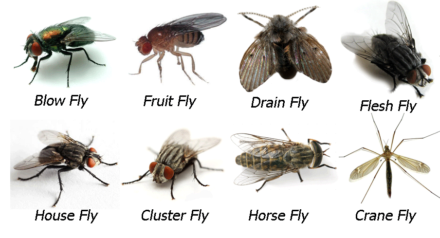 Image result for types of fruit flies How To Get Rid Of Fruit Flies
