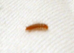 Bed Bug WormsBed Bug Relief | Bed Bug Relief