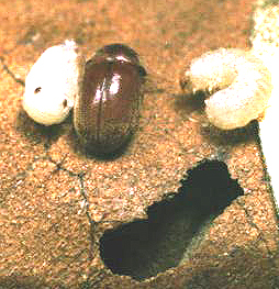 Cigarette Beetle Adult and Larvae