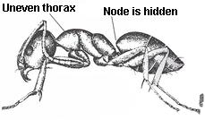 Odorous house ant characteristics