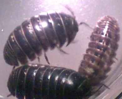 Sow Bugs Pill Pest Control Canada, How To Get Rid Of Potato Bugs In Basement